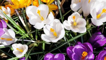 Frühlingserwachen im Garten